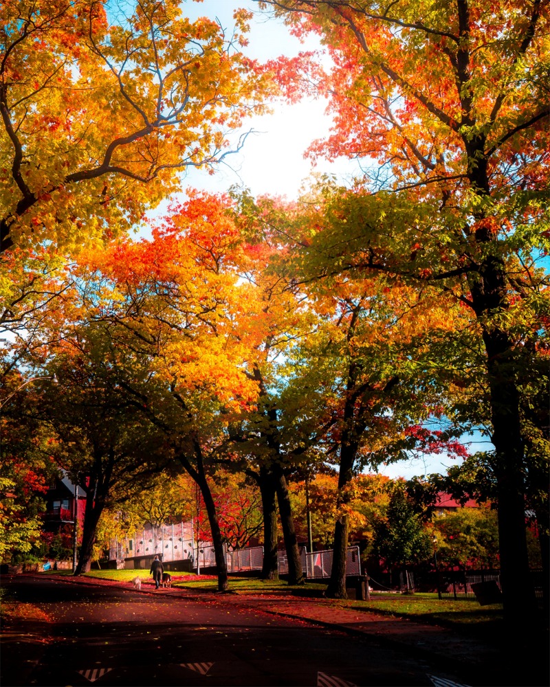 A residential street in Toronto in autumn.